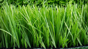 High Density Green 40mm